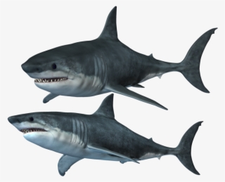 Clipart Of Shark, Shark The And Shark Of - Great White Shark