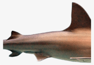 Hammerhead Shark Clipart Transparent Background - Carcharhiniformes