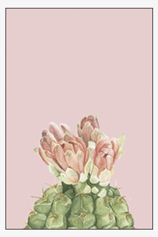 Cactus Blooms - Gymnocalycium Baldianum 3