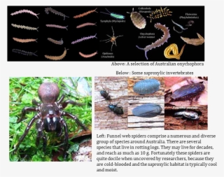 Flatworms At Tallaganda - Forest Floor Invertebrates