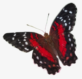 Butterfly Sticker - Limenitis