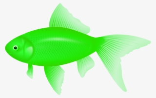 Clipart Of Fish, Ultra And Fish Of - Feeder Fish