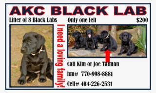 Akc Black Lab Puppy - Caja China