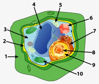 Cell Quiz Essay Help - Plant Cell 10 Parts