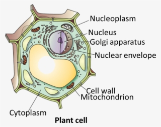 Result For Plant Cell - Cell Meaning In Hindi Transparent PNG - 657x520 -  Free Download on NicePNG