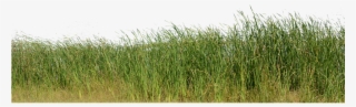 Grass, Grass No Background, Nature, Green, Plant - Png Background Image Nature
