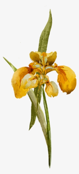 Floral Gifts For Local Delivery - Epidendrum