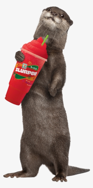 In Canada, The Average Slurpee Drinker Is A 30 Year - Sea Otter White Background