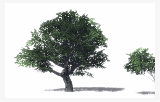 Maple Tree Png