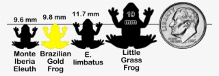 Frogchartx Y2 - Frog