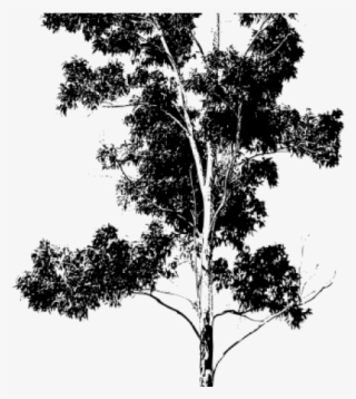 Eucalyptus Clipart Gum Tree - Silueta Arbol En Png