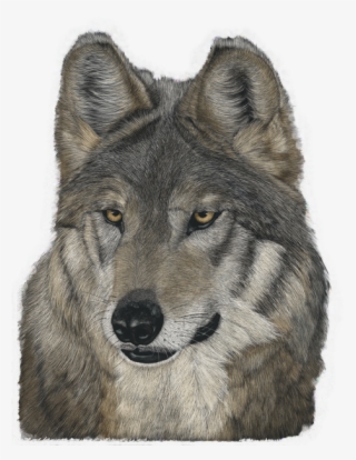 Photo Of Wolf Art - Czechoslovakian Wolfdog