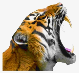 Tigre Rugissant Png - Tigre Rugissant Profil