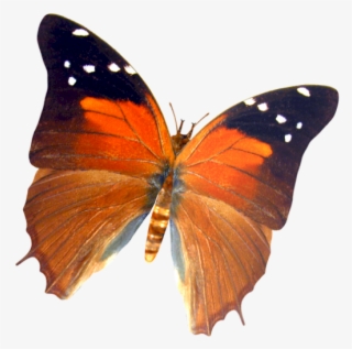 Sommerfugl007 - Butterfly
