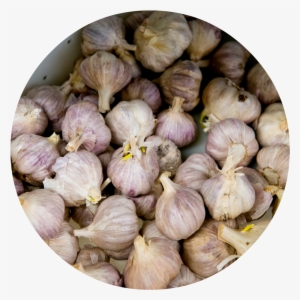 4 - Garlic