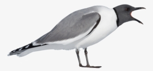 Ocean Birds Png Transparent Picture - Arctic Bird Png