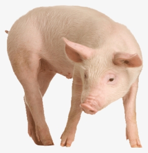 Transparent Pig