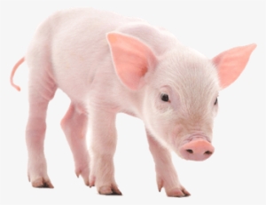Pig Pink