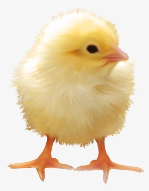 Chick - Chick Transparent Background