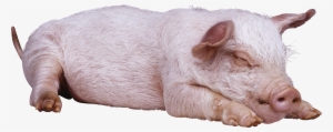 Sleeping Pig Png Image - Pigs Png