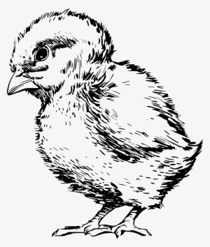 File - Chick 002 - Svg - Polluelo Dibujo