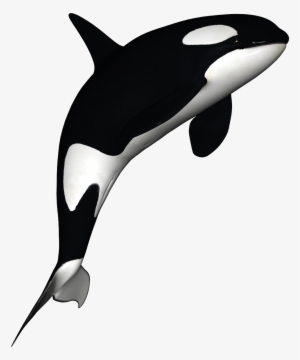 Killer Whale Download Png - Killer Whale No Background