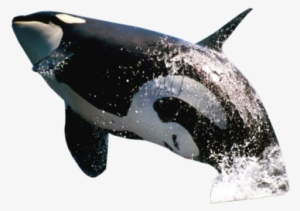 Killer Whale Transparent Background - Jumping Whale Png
