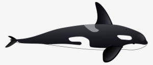Killer Whale - Orca Clipart