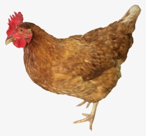 Dixie-chick - Rooster