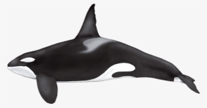 Formerly Known As Killer Whale, It Is The Largest Member - Cetaceos Png