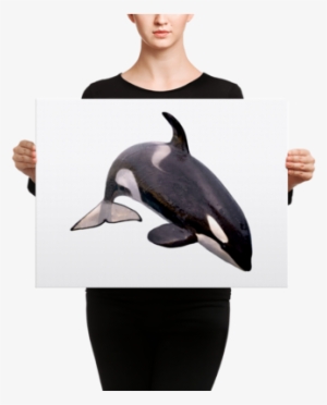 Killer-whale Canvas - Killer Whales With White Backgrounds