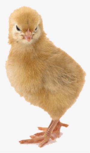 Chick - Chicken