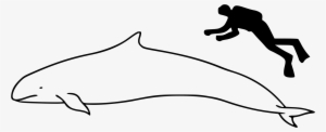 Open - Whale Size