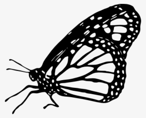 Butterfly Black And White Monarch Butterfly Clipart - Monarch Butterfly Drawing Side