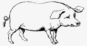 Pig Clipart Cute - Old Major Animal Farm Drawing