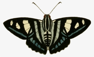 Jemadia Gnetus - Papilio Machaon