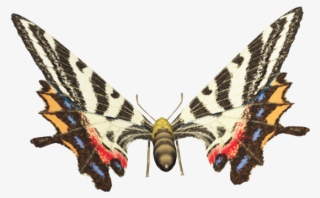 Ld Ais Butterfly 2 - Papilio Machaon
