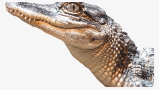 alligator 1 - american crocodile