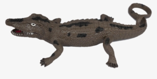 alligator king - american crocodile