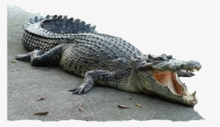 Reptile Park - Crocodile