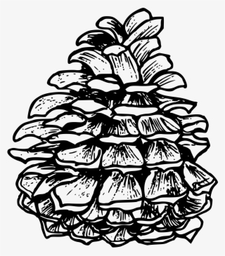 This Free Icons Png Design Of Ponderosa Pine
