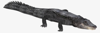 American Eryel Jimmyzhoopz Zt Download Library Wiki - Zoo Tycoon 2 American Alligator