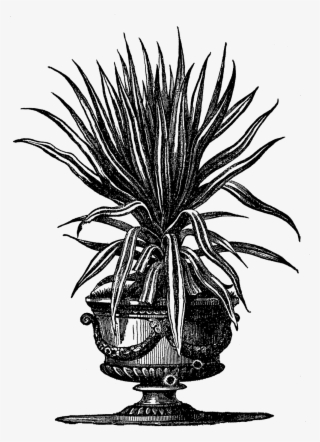 Digital Potted Plant Downloads - Botanical Illustration