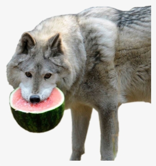 Animalwolf With Half Of A Watermelon - Wolf Watermelon