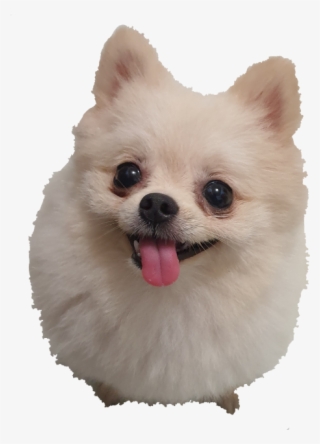 Pomeranian