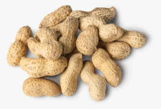 Peanuts - Peanut