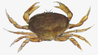 Crab, Dungeness - Dungeness Crab