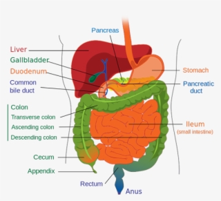A Diagram Of The Lower Gastrointestinal Tract - Human Digestive System Outline
