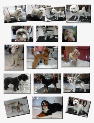 Bien Etre Canin Page2 - Companion Dog