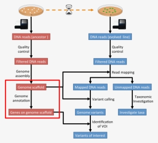 images/workflow1 - genome annotation